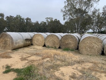 Barley hay