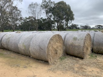 Barley hay