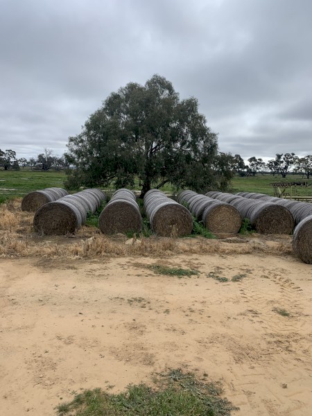 Oaten hay