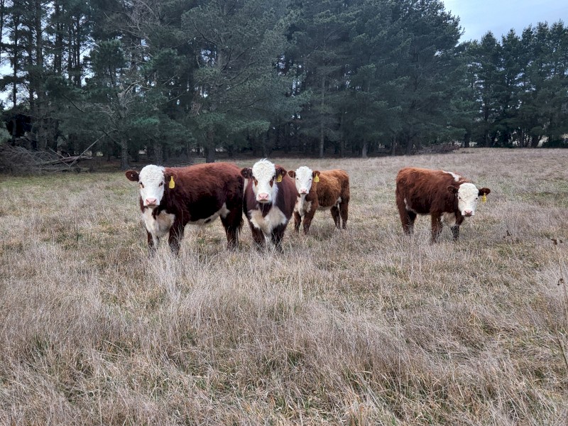 4 Poll Hereford Steers