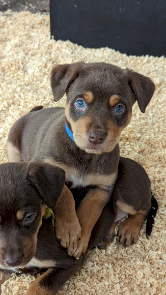 Male Kelpie pup - 6 weeks 
