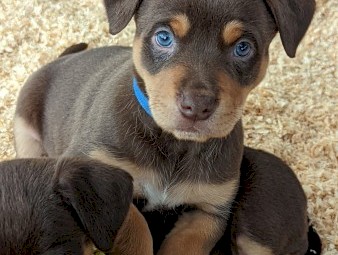 Male Kelpie pup - 6 weeks 