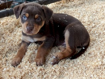 Male Kelpie pup - 6 weeks 