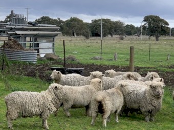 14 Cross Bred Miniature Ewes