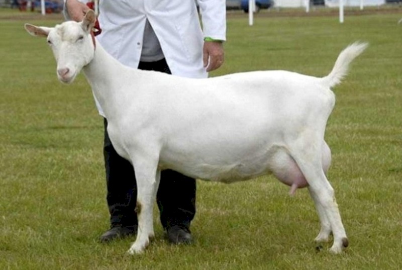 WANTED Dairy Goats