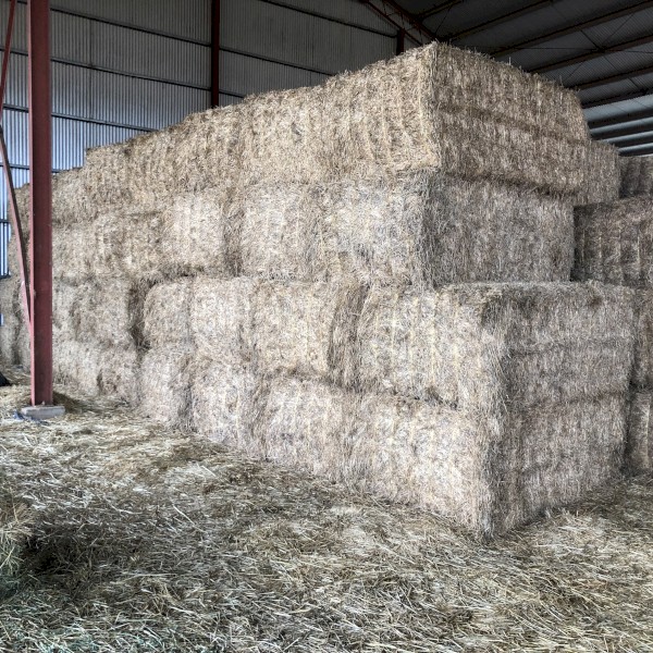 120mt Lucerne Hay 570kg 8x4x3 Bale