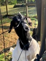 3 Female Goats