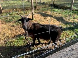 3 Female Goats