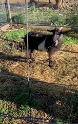 3 Female Goats