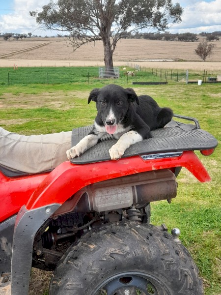 Border Collie Pups
