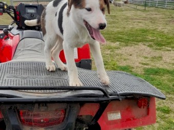 Border Collie Pups