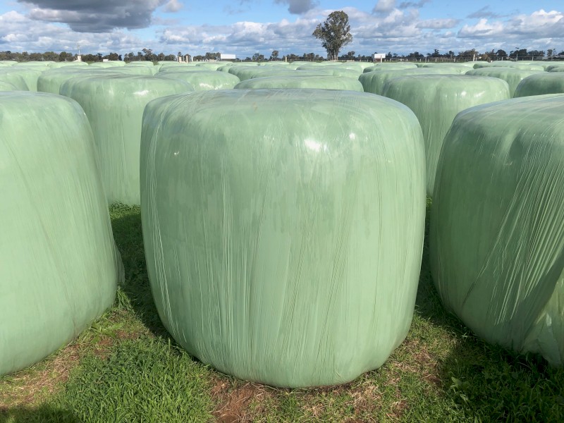 Silage Rye Clover