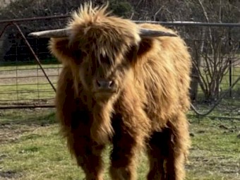 Purebred Scottish Highlander Bull yearling