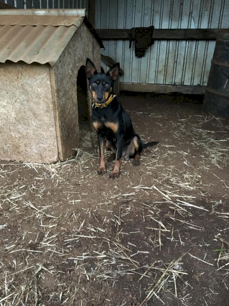 Female black and tan kelpie