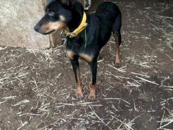 Female black and tan kelpie