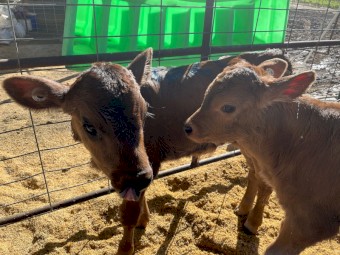 Friesian, Jersey and Aussie red bull calves out of cross bred herd