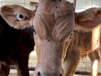 Friesian, Jersey and Aussie red bull calves out of cross bred herd