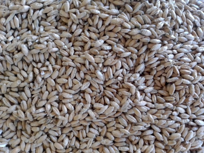 250mt Endeavour Triticale