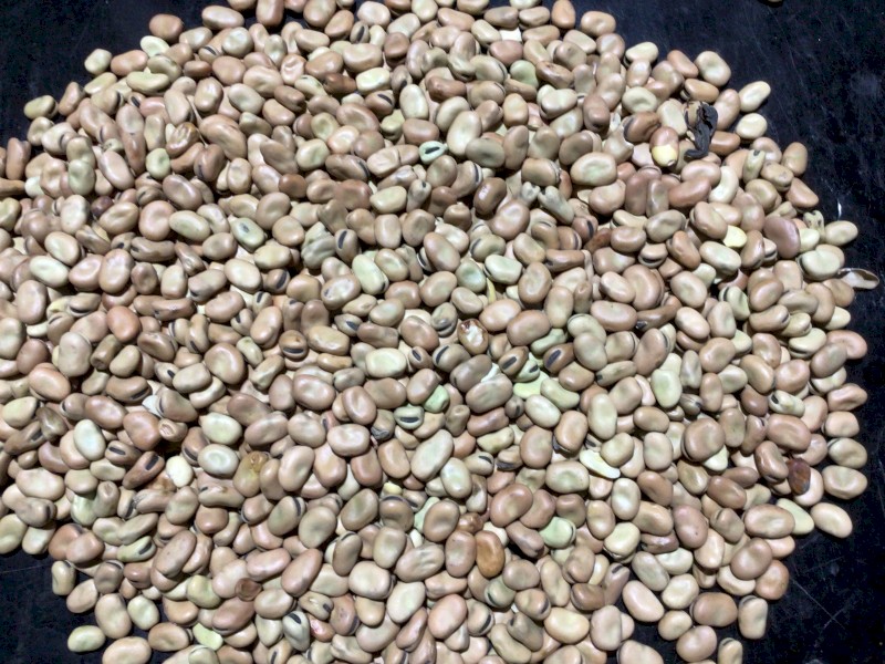 Bendoc Faba Beans