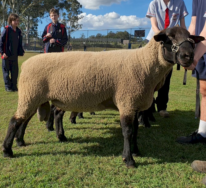 Suffolk Rams 