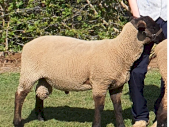 Suffolk Rams 