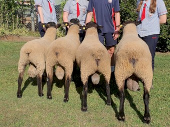 Suffolk Rams 