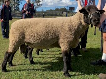 Suffolk Rams 
