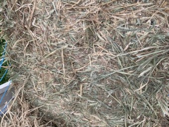 Old Season Wheaten Hay