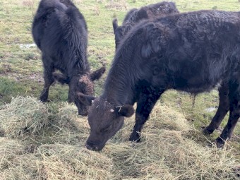 Pure Angus Bulls