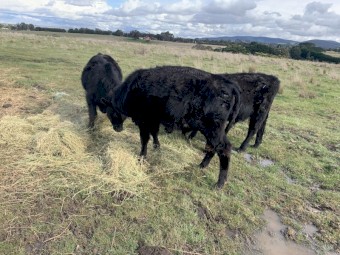 Pure Angus Bulls