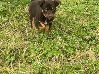 Kelpie pups