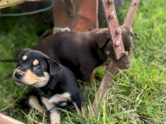 Kelpie pups