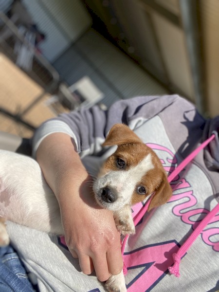 Male Jack Russell 