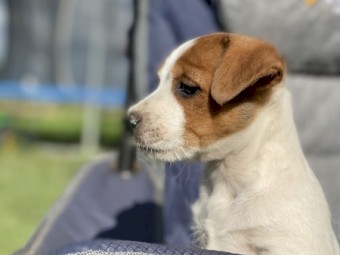 Male Jack Russell 