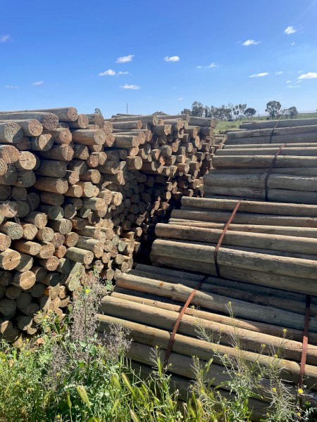 Pine Posts