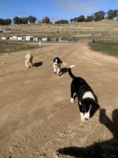 Boarder collie pups