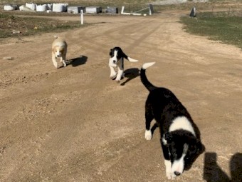 Boarder collie pups