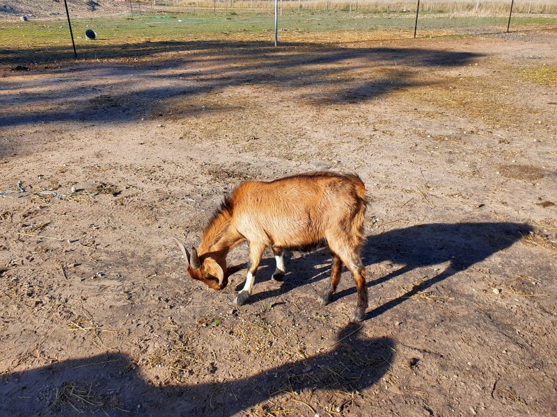 Rangeland Buck