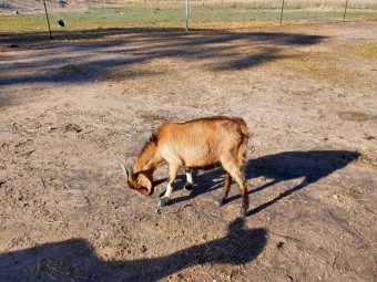 Rangeland Buck