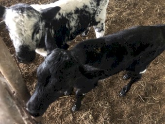 Beef Cross Calves