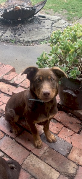 Male kelpie 