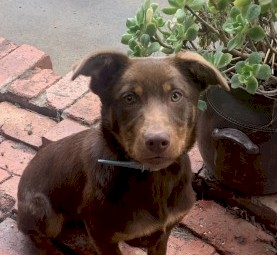 Male kelpie 
