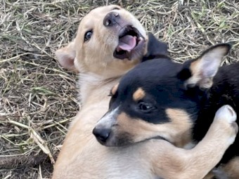 Registered Kelpie Pups