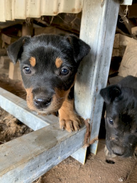 Kelpie pups