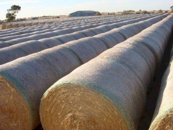 1000 x Rye Clover Hay 5x4 285kg Rolls (Must Sell
