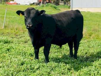 Angus yearling Bull