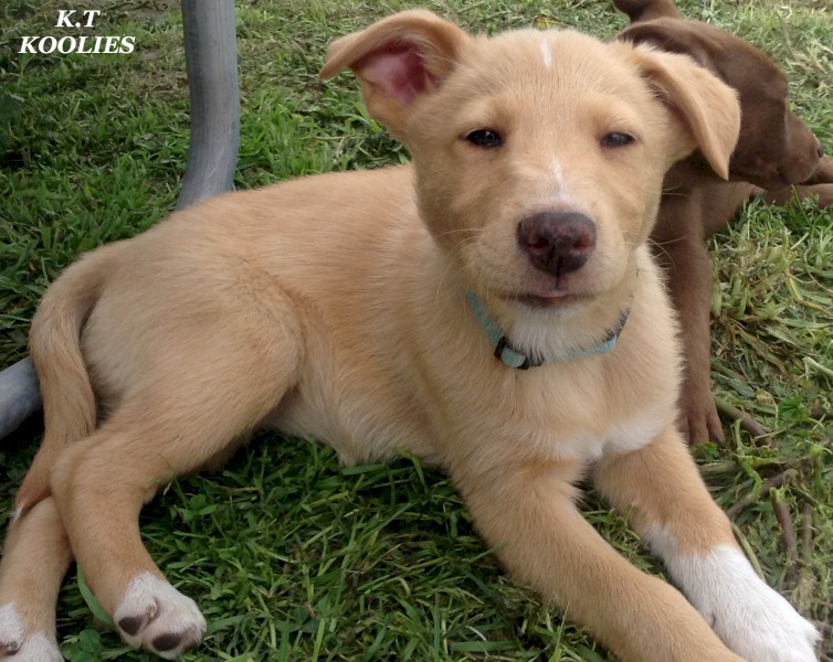 Koolie x Border Collie Pups