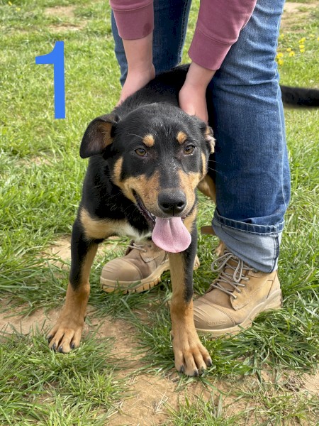 5 Kelpies for sale