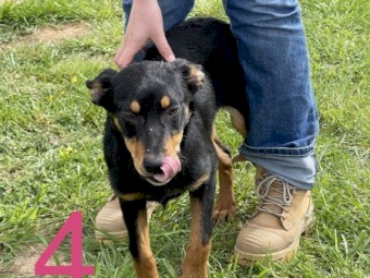 5 Kelpies for sale