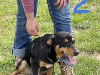 5 Kelpies for sale